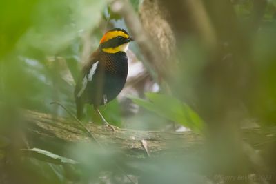 Malayan Banded Pitta (Hydrornis irena)