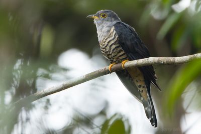 Sunda Cuckoo (Cuculus lepidus)