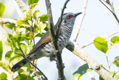 Little Bronze Cuckoo (Chrysococcyx minutillus)