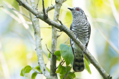 Little Bronze Cuckoo (Chrysococcyx minutillus)