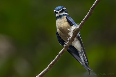 Whiskered Treeswift (Hemiprocne comata)