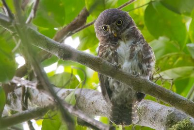 Collared Owlet (Taenioptynx brodiei)
