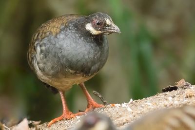 Malayan Partridge (Arborophila campbelli)