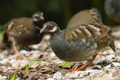 Malayan Partridge (Arborophila campbelli)