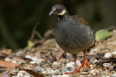 Malayan Partridge (Arborophila campbelli)