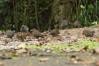 Malayan Partridge (Arborophila campbelli)