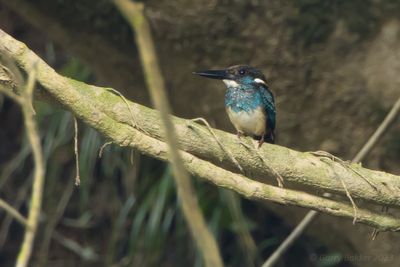Malaysian Blue-banded Kingfisher (Alcedo peninsulae)