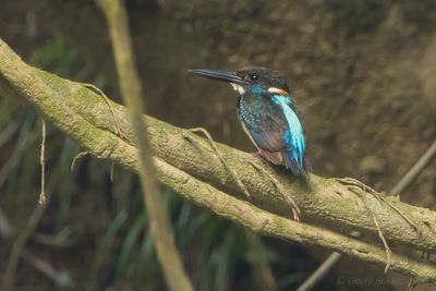 Malaysian Blue-banded Kingfisher (Alcedo peninsulae)