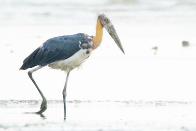 Lesser Adjutant (Leptoptilos javanicus)