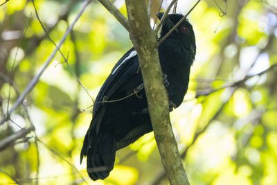 Malayan Black Magpie( Platysmurus leucopterus)