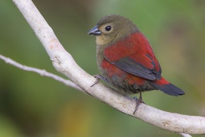 Red-faced Crimsonwing (Cryptospiza reichenovii)