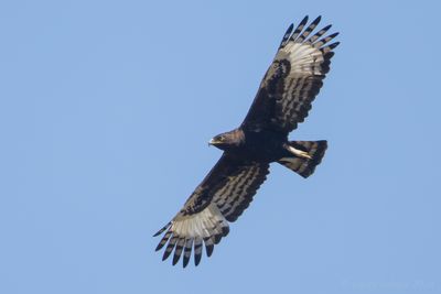 Long-crested Eagle (Lophaetus occipitalis)