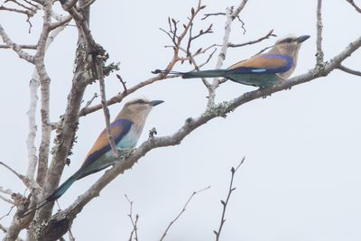Racket-tailed Roller (Coracias spatulatus)
