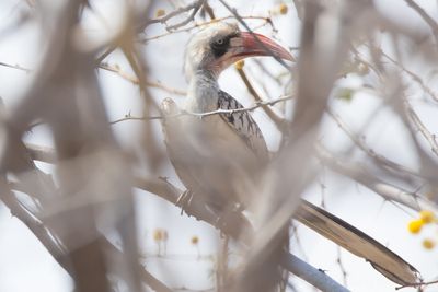 Tanzanian Red-billed Hornbill (Tockus ruahae)
