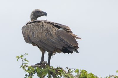White-backed Vulture (Gyps africanus)