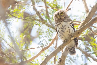 African Barred Owlet (Glaucidium capense)