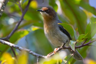 Chapin's Apalis (Apalis chapini)