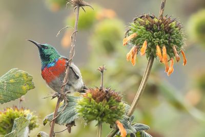 Whyte's Double-collared Sunbird (Cinnyris whytei skye)