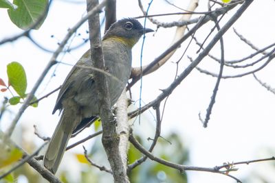 Yellow-throated Mountain Greenbul (Arizelocichla chlorigula)