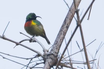 Moreau's Sunbird (Cinnyris moreaui)