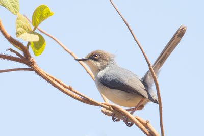 Brown-headed Apalis (Apalis alticola)