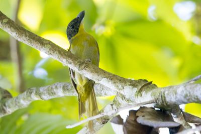 Uluguru Bushshrike (Malaconotus alius)