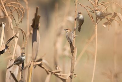 Black-lored Cisticola (Cisticola nigriloris)