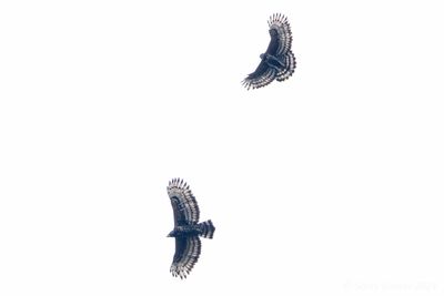 Crowned Eagle (Stephanoaetus coronatus)
