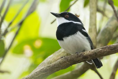 Reichenow's Batis (Batis reichenowi)