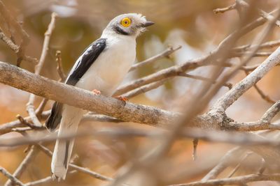 White-crested Helmetshrike (Prionops plumatus)