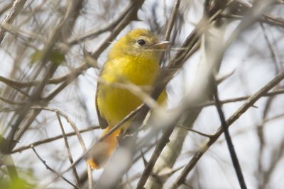 Livingstone's Flycatcher (Erythrocercus livingstonei)
