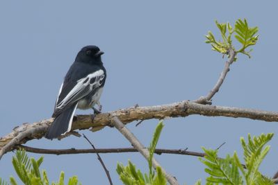 White-bellied Tit (Melaniparus albiventris)