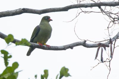 African Green Pigeon (Treron calvus)