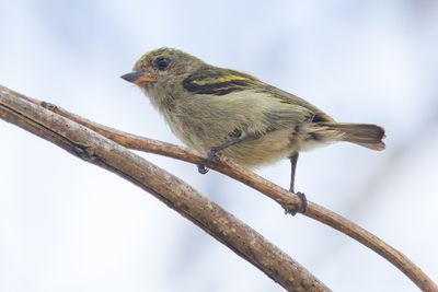 Green Tinkerbird (Pogoniulus simplex)