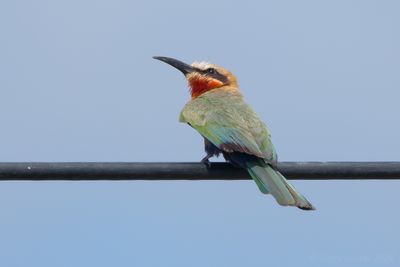 White-fronted Bee-eater (Merops bullockoides)