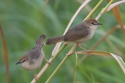 Kilombero Cisticola (Cisticola bakerorum)