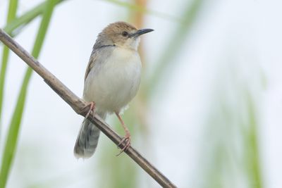 White-tailed Cisticola (Cisticola anderseni)