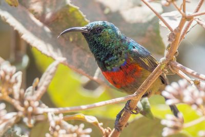 Forest Double-collared Sunbird (Cinnyris fuelleborni)
