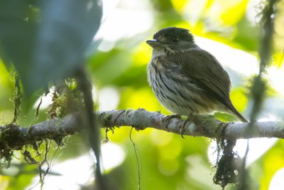 African Broadbill (Smithornis capensis)