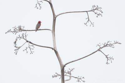 Red-headed Weaver (Anaplectes rubriceps)