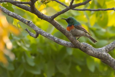 Eastern Miombo Sunbird (Cinnyris mediocris)