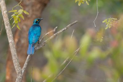Miombo Blue-eared Starling (Lamprotornis elisabeth)