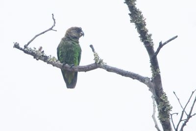 Brown-headed Parrot (Poicephalus cryptoxanthus)