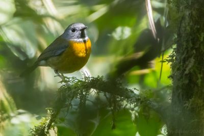 Swynnerton's Robin (Swynnertonia swynnertoni)