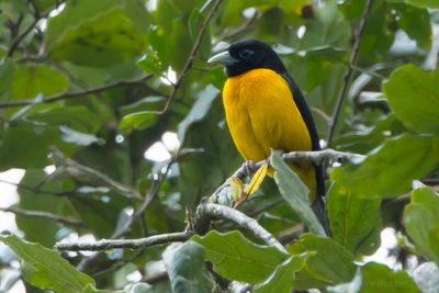 Dark-backed Weaver (Ploceus bicolor)