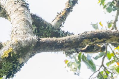 Olive Woodpecker (Dendropicos griseocephalus)