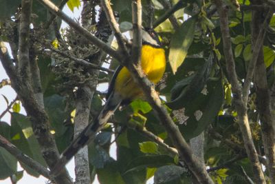 White-winged Apalis (Apalis chariessa)