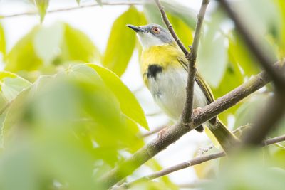 Yellow-breasted Apalis (Apalis flavida)