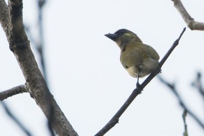 Green Barbet (Stactolaema olivacea)
