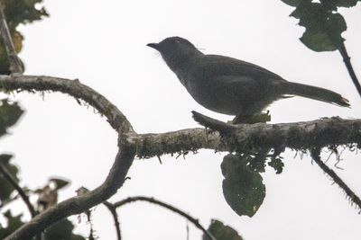 Uluguru Mountain Greenbul (Arizelocichla neumanni)